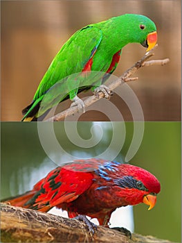 Collage of beautiful Chattering Lory Lorius on a branch