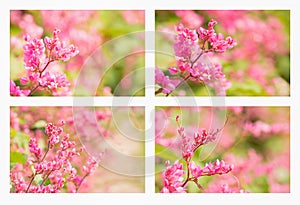 Collage with beautiful coral vine flower