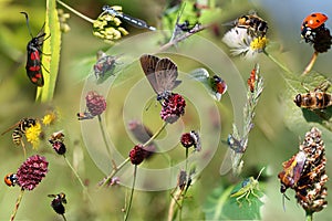 Collage of beautiful different insects as poster