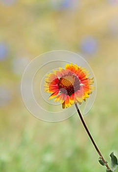 Collage with beautiful Indian blanket flower