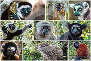 Collage of beautiful lemurs, Different types of lemurs - endemic. Species which is restricted to a specific geographic location -