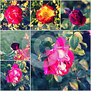 Collage of beautiful roses in rosegarden