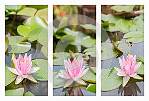 Collage with beautiful white violet water lily lotus flower.