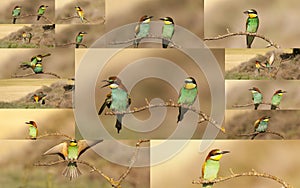 Collage of bee-eater birds