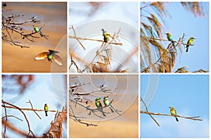 Collage Of Bee-Eaters