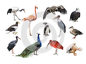 A collage of birds from different continents