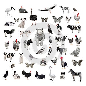 Collage black and white animals isolated on white background