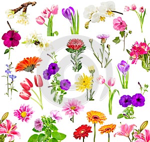 Collage of blooming flowers