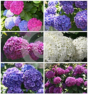 Collage of blooming hortensias in the summer