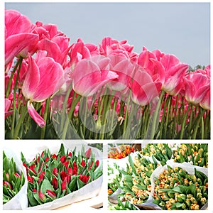 Collage of blooming tulips for Mothers Day and celebrations, Holland photo