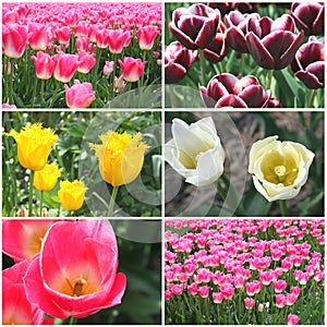 Collage of picturesque Dutch tulips from Amsterdam, Netherlands