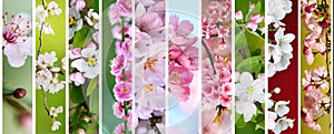 Collage of blossoming branches and vibrant spring flowers