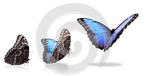 Collage with blue morpho butterfly flying up on white background. Banner design