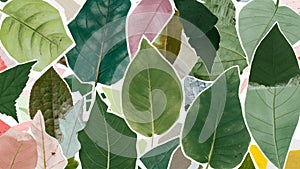 Collage board made of different types of leaves, full of pastel colors.