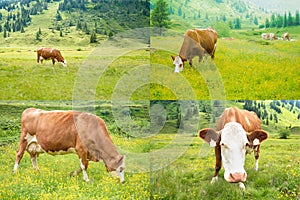 Collage with bovines at grass, having lunch, four photos