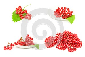 Collage of branch of red viburnum berries  on a white background cutout