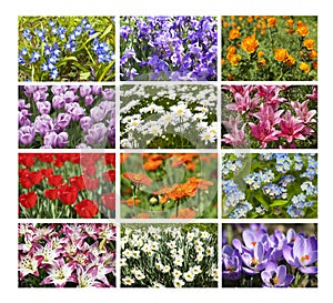 Collage of bright spring flowers
