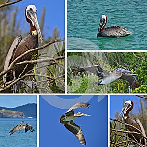 collage Brown Pelican Pelecanus occidentais