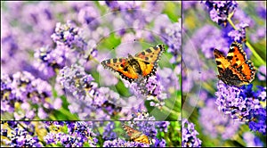 Collage with butterfly on blooming lavender flowers