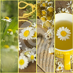 Collage with camomile