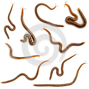 Collage of centipedes in front of white background