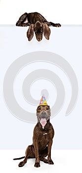 Collage. Cheerful and funny american pit bull terrier in celebration hat posing with weimaraner isolated over white