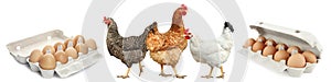 Collage with chickens and eggs on background. Banner design