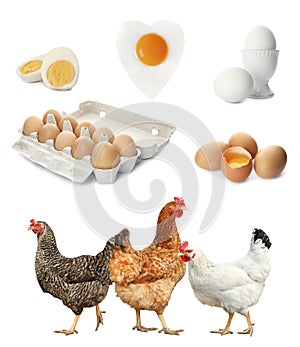 Collage with chickens and eggs on background