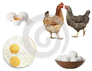 Collage with chickens and eggs on background