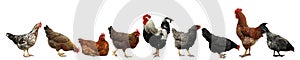 Collage with chickens and roosters on background. Banner design