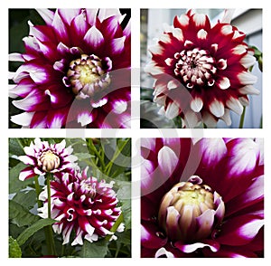 Collage of close-up of beautiful purple and white dahlia flower in the garden.
