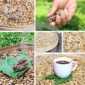 Collage coffee luwak coffee beans