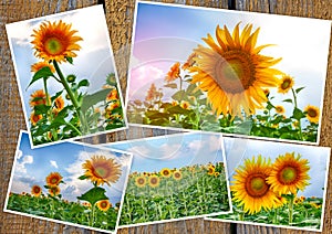 Collage from colors of a sunflower