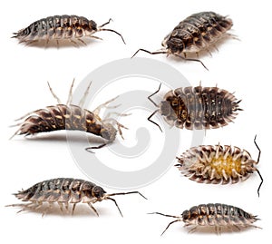 Collage of Common woodlouse, Oniscus asellus