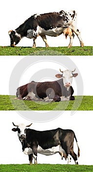 Collage of cows on green grass against background. Animal husbandry