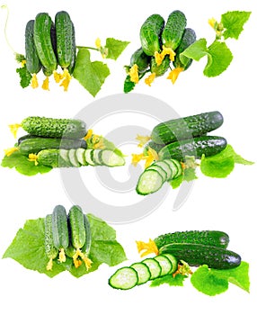Collage of Cucumbers on white background.
