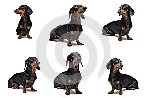 Collage of cute dog dachshund, black and tan, isolated on white background