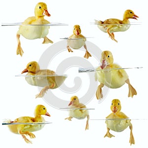 Collage of cute ducklings floating in water