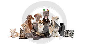 Collage. Cute, funny little and big cats, dogs, racoon, rabbit and ferret posing against white studio background.