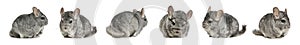 Collage with cute grey chinchillas on background. Banner design photo