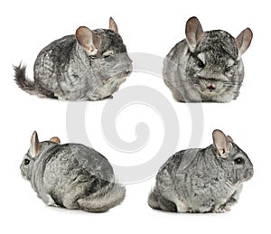 Collage with cute grey chinchillas on background photo
