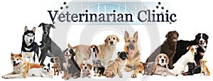 Collage with cute pets and text Veterinarian Clinic on white background. Banner design