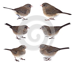 Collage of Dark-eyed Juncos photo