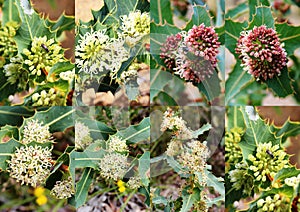 Collage of the decorative banksias of Crooked Brook nature reserve Dardanup western Australia in spring.