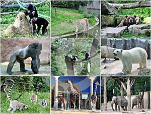 Collage of different animals