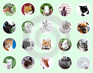 Collage of different animals and birds, isolated in circle avatar icons contoured with white on background of green color.