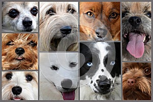Collage of different dog faces