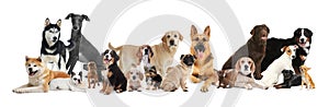 Collage with different dogs on background. Banner design