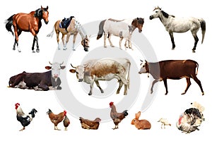 Collage of different farm animals on background