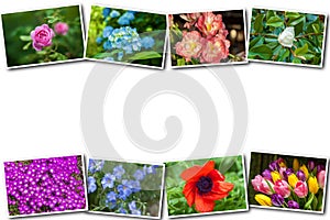 Collage of different flowers on a white background
